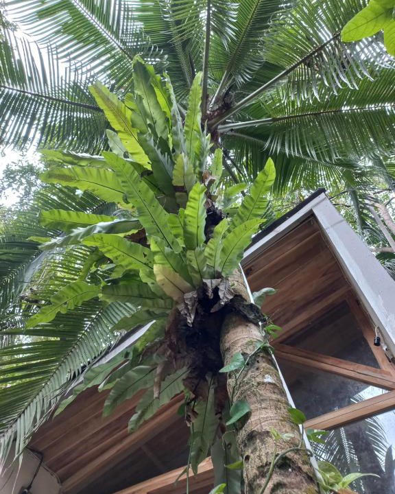 Batu Karas Bed & Breakfast | Mini Smole Cabin
