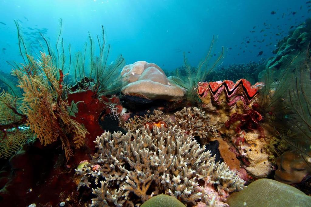 Kri House | Raja Ampat dive tour