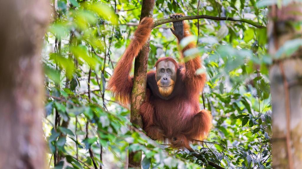 Bohorok Hotel | SumateraTrekingOrangutanPatrol
