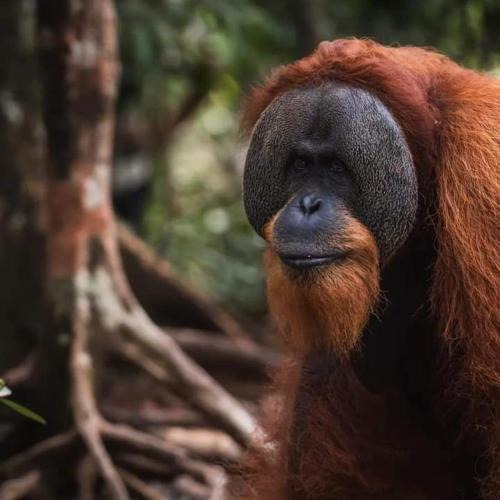 Bukit Lawang Hotel | Sumatra Orangutan Tours Orangutan Trekking with Airport Pick Up Drop Off and Accommodation Trekking Required for All Bookings