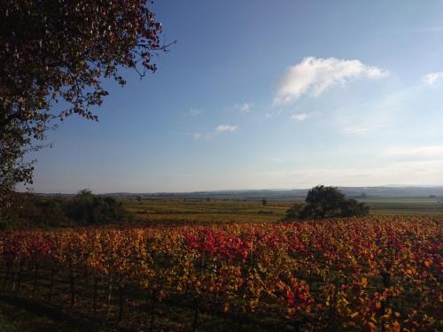 Pulkau House | Weingut Wagner