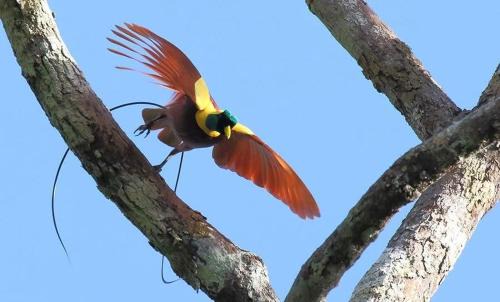Waisai Other | 3-Day Waigeo Birdwatching Expedition