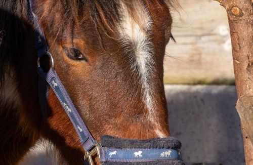 Vorderstoder Other | Apartment "Little Family" - Horse and Schafhof Klinser