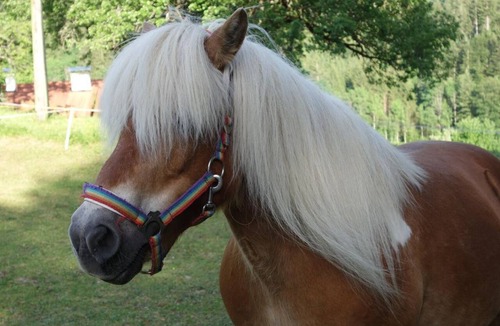 Vorderstoder Other | Apartment "Little Family" - Horse and Schafhof Klinser