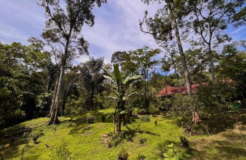 Bohorok Other | Batu Ridi Jungle