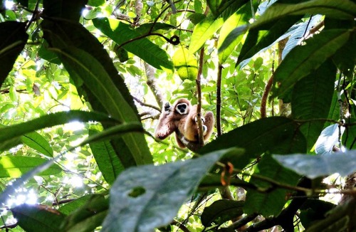 Bukit Lawang Hotel | Hotel Orangutan