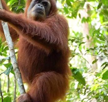 Bukit Lawang Bed & Breakfast | Lawang Inn