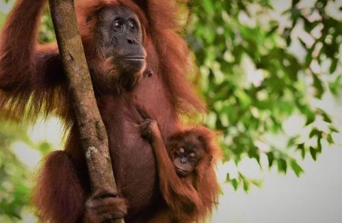 Bukit Lawang House | Lucky Bamboo'Bungalows and Orangutan Jungle Trekking Tours