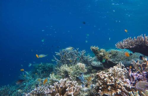 Kri House | Mambetron Homestay, Kri Island, Raja Ampat
