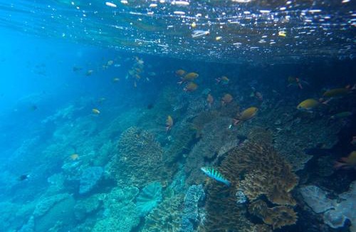 Pianemo Islands House | Or Mandira Homestay