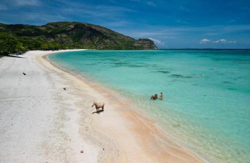 Sumbawa Barat Cabin | Scar Reef Resort - Beachfront Paradise HALF BOARD or NIGHT STAY