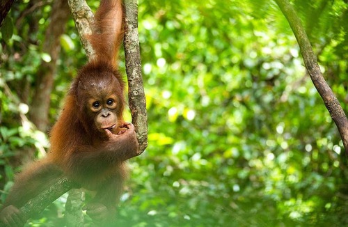 Bohorok Hotel | SumateraTrekingOrangutanPatrol