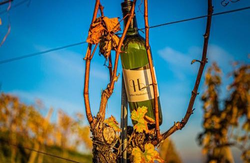 Glanz an der Weinstrasse House | Weingut Hernach vlg Roschitz