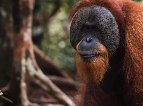 Sumatra Orangutan Tours-Book your trekking activity with us- the price includes pick-up and drop-off from the airport- meals- and accommodation