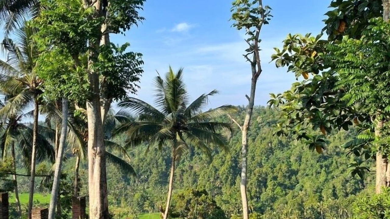 Photo of Others in Banyuwangi