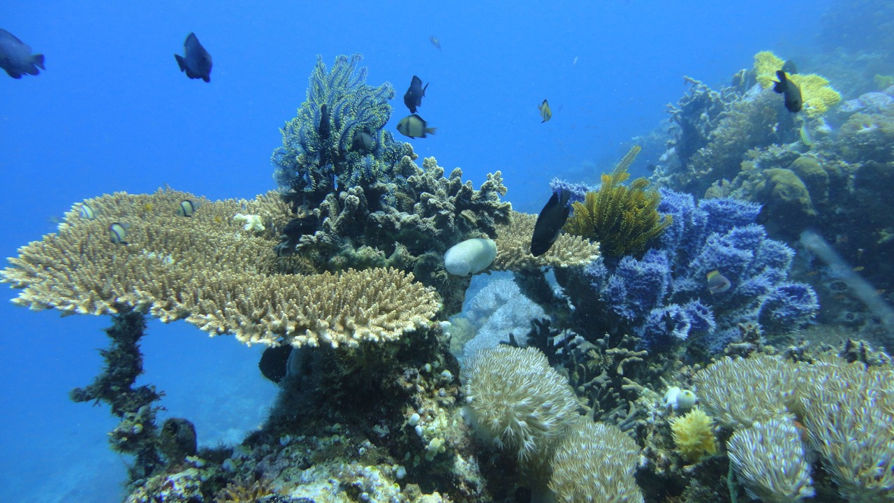 Photo of Others in Maumere
