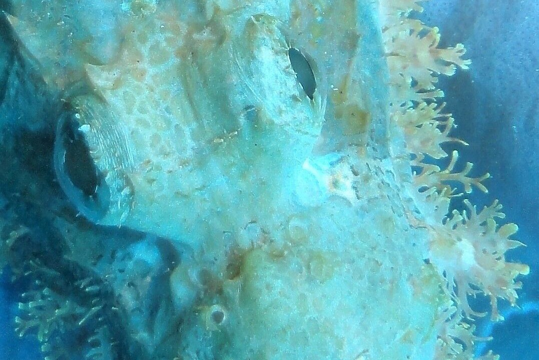 Photo of Others in Maumere