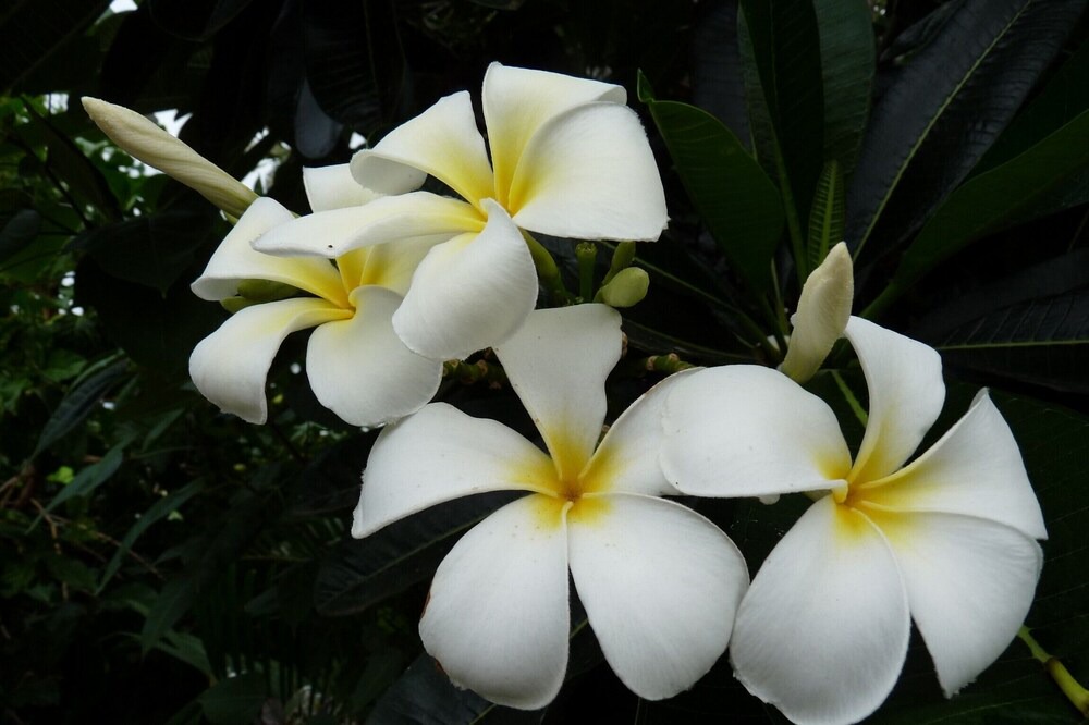 Photo of Outdoor in Saba