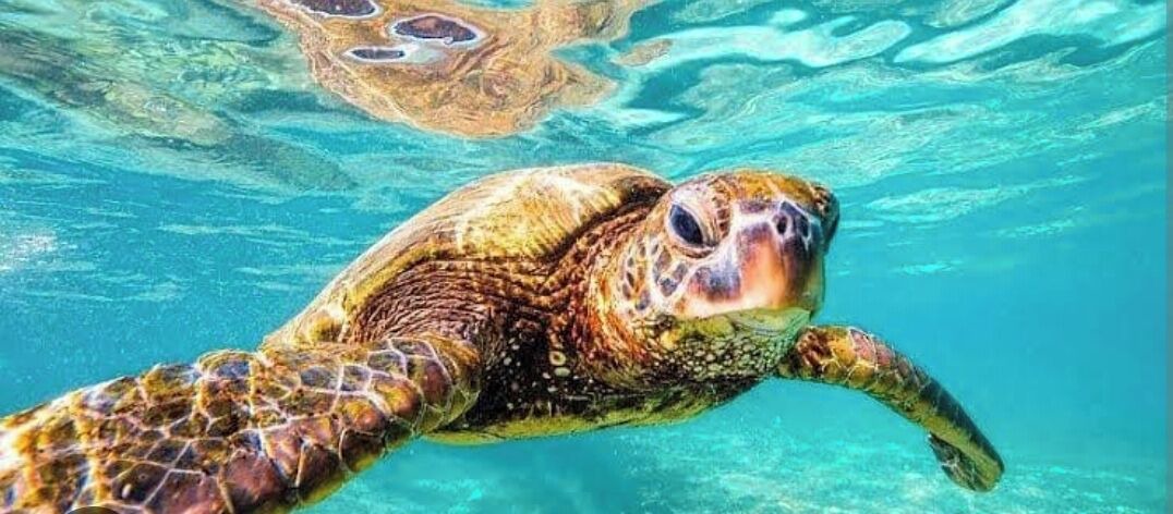Photo of Others in Gili Meno