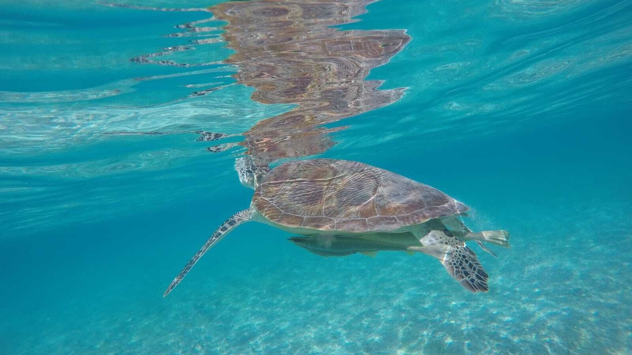 Photo of Others in Gili Meno