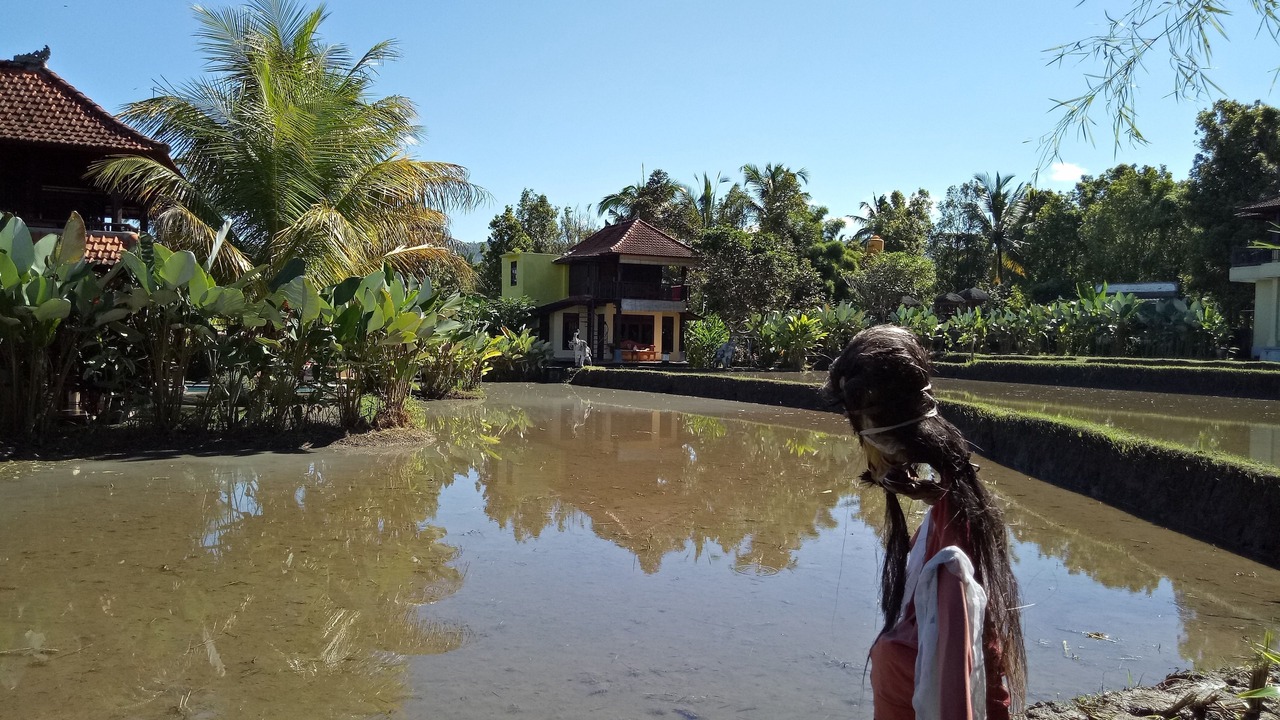 Photo of Outdoor in Munduk