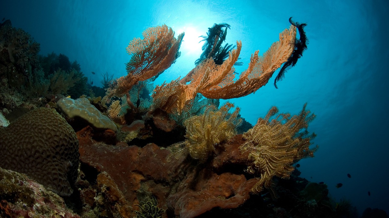 Photo of Others in Pulau Gangga
