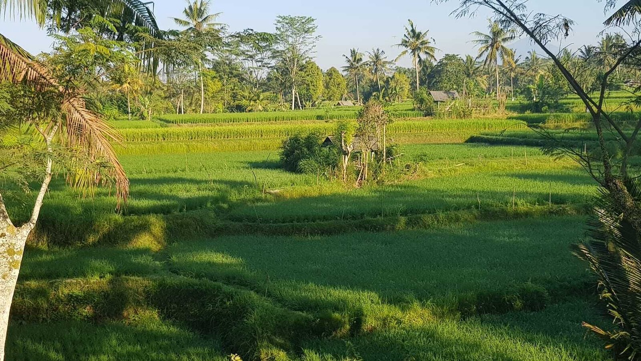 Photo of Outdoor in Ubud City-Centre