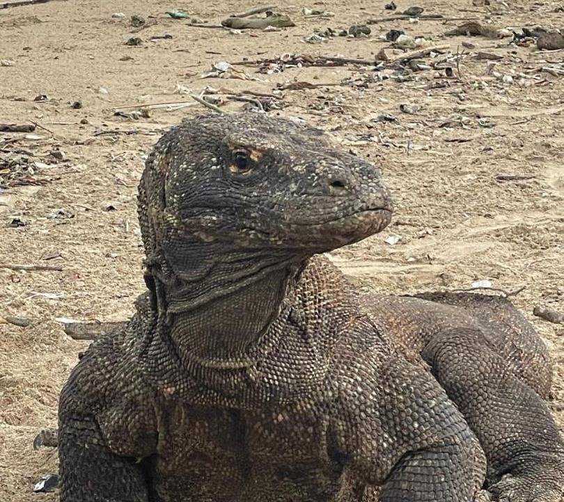 Photo of Others in Komodo