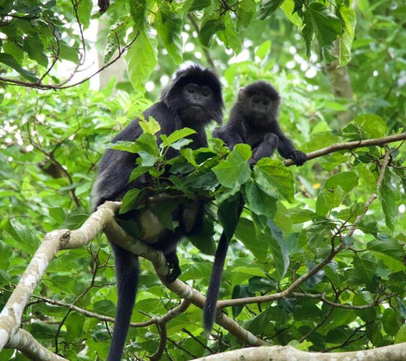 Photo of Others in Tetebatu