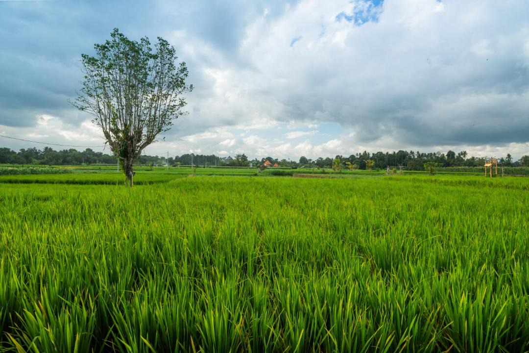 Photo of Others in Mambal