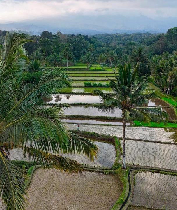 Photo of Others in Tetebatu
