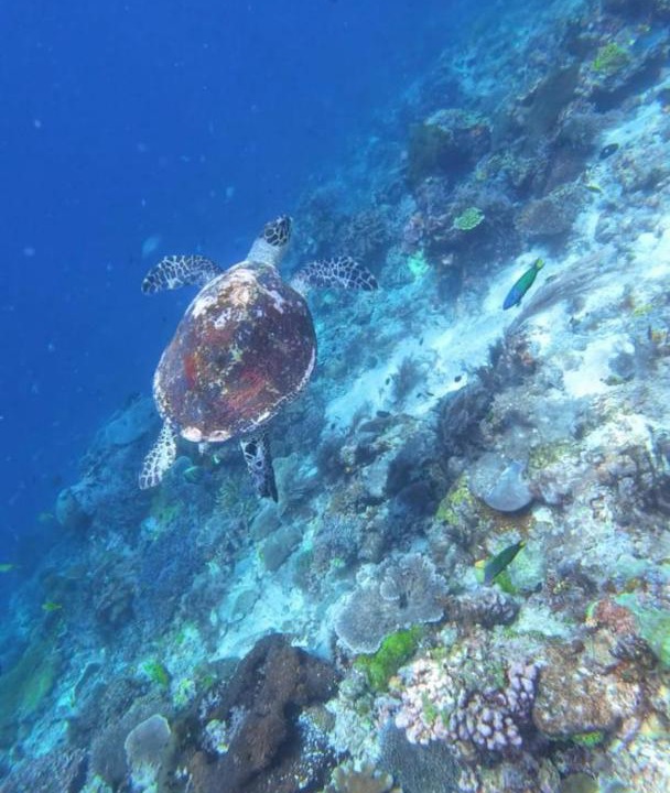 Photo of Others in Raja Ampat