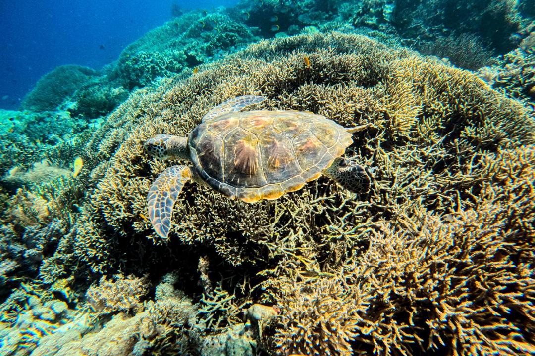 Photo of Others in Komodo