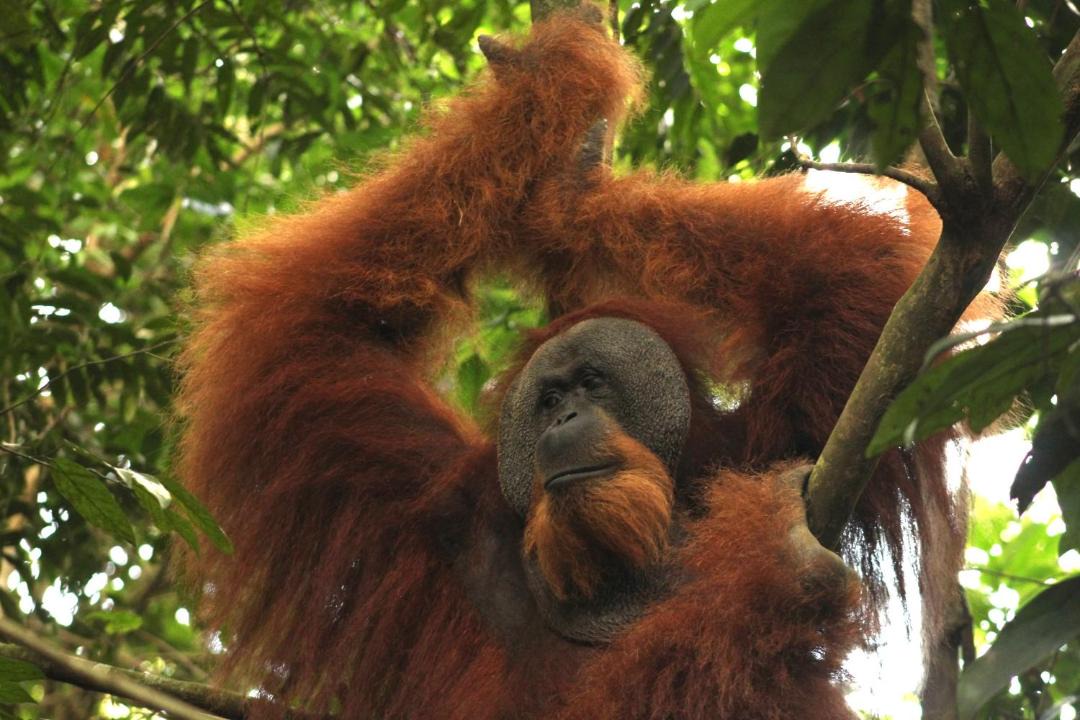 Photo of Others in Bukit Lawang
