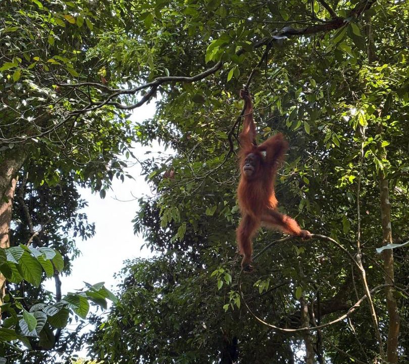 Photo of Others in Bukit Lawang