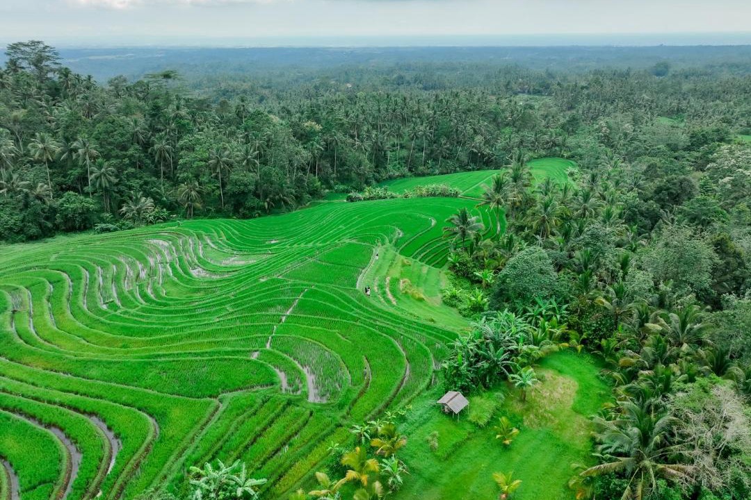 Photo of Others in East Selemadeg