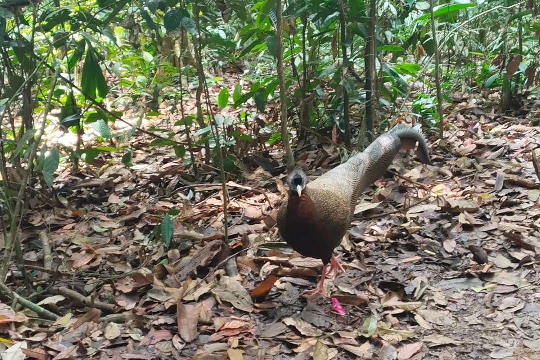 Photo of Others in Bukit Lawang