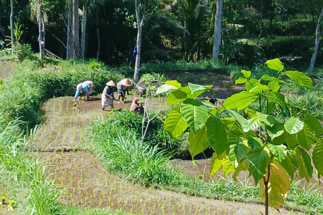 Photo of Others in Tetebatu