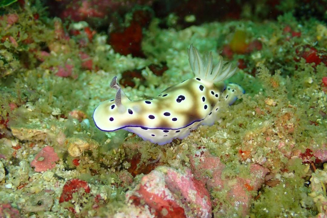 Photo of Others in Gili Gede