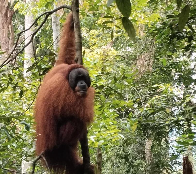 Photo of Others in Bukit Lawang