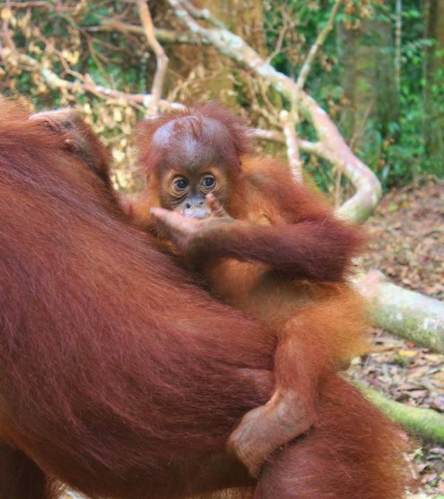 Photo of Others in Bukit Lawang