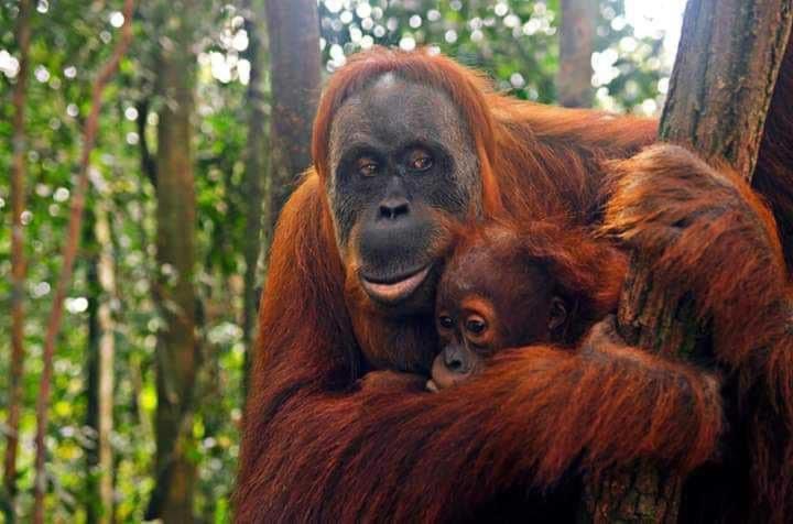 Photo of Others in Bukit Lawang