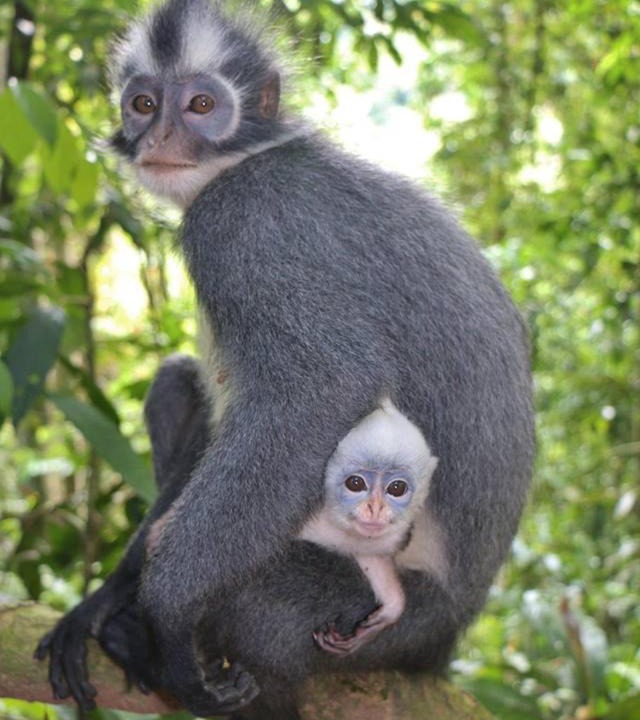 Photo of Others in Bukit Lawang