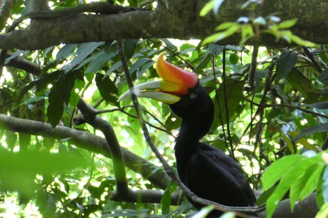 Photo of Others in Bukit Lawang