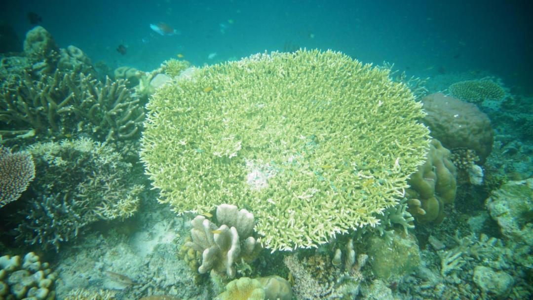 Photo of Others in Raja Ampat