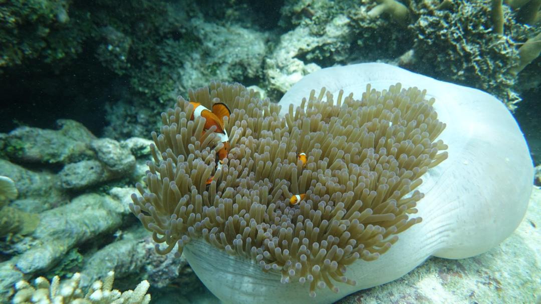 Photo of Others in Raja Ampat