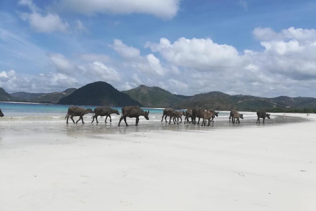 Photo of Others in Selong Belanak