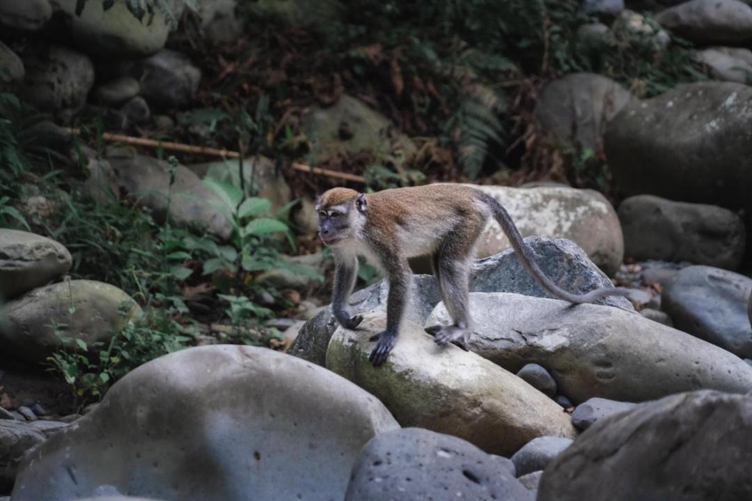 Photo of Others in Bukit Lawang