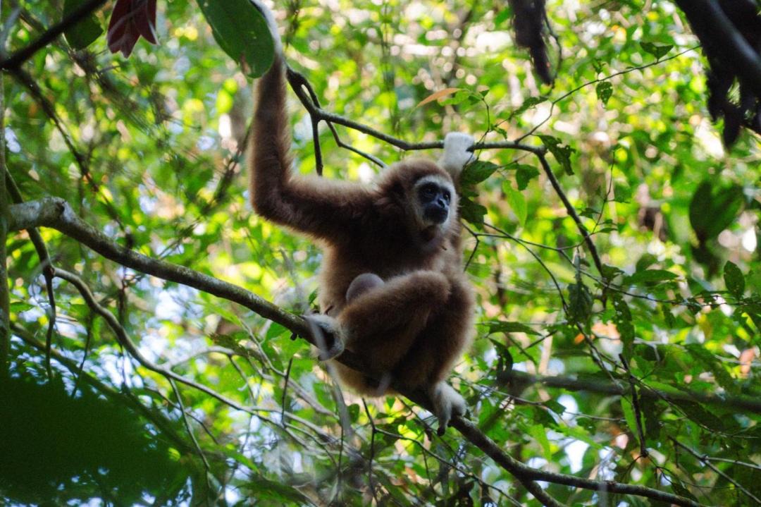 Photo of Others in Bukit Lawang
