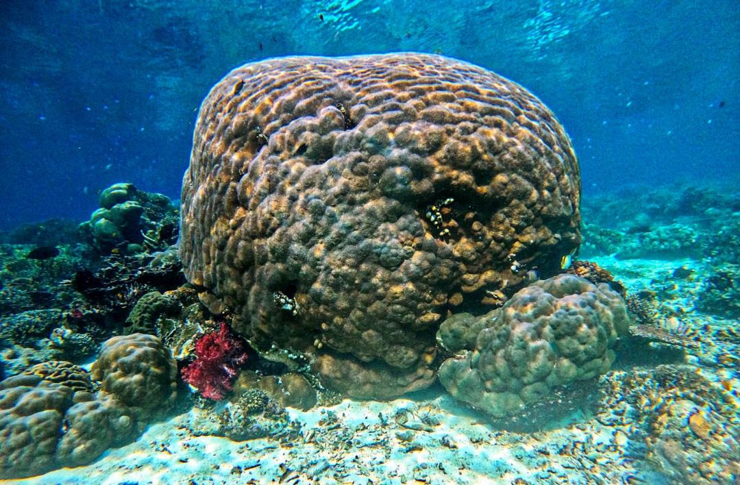 Photo of Others in Pulau Fam